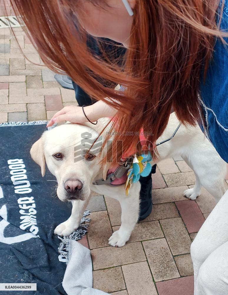 Guide Dog Public Welfare Experience Activity in Shanghai