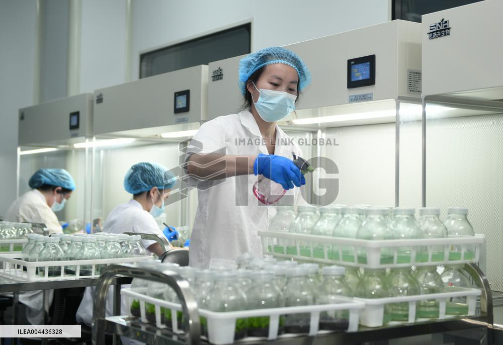 Technological Seedling Cultivation