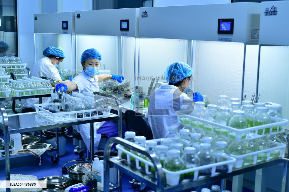 Technological Seedling Cultivation