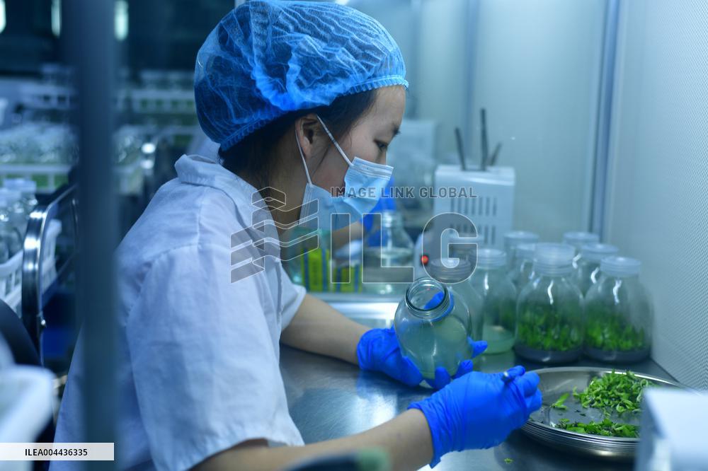 Technological Seedling Cultivation