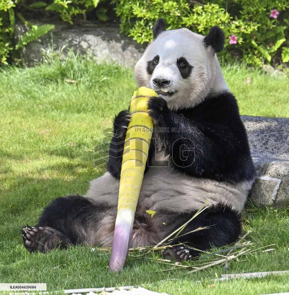 Giant panda at western Japan zoo
