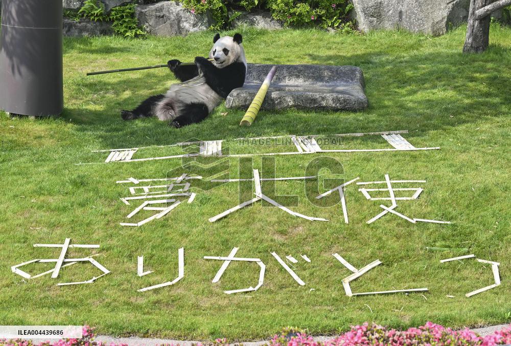Giant panda at western Japan zoo