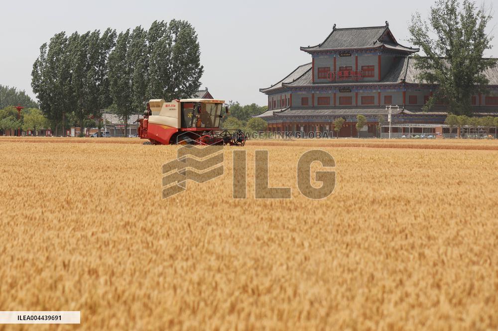 Winter Wheat Harvest
 in Pingdingshan