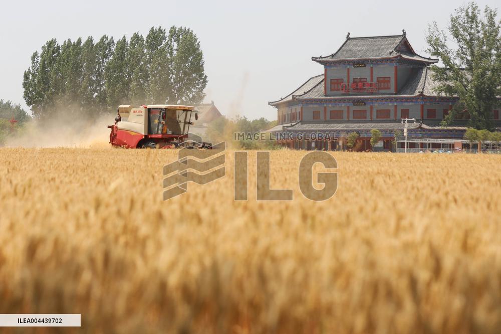 Winter Wheat Harvest
 in Pingdingshan