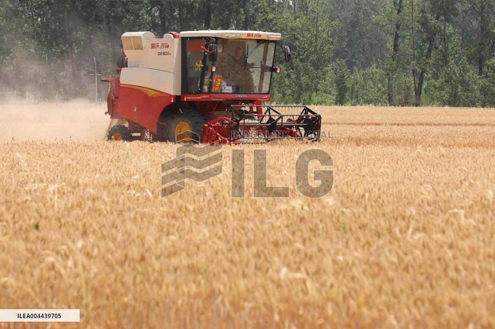 Winter Wheat Harvest
 in Pingdingshan