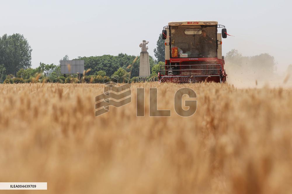 Winter Wheat Harvest
 in Pingdingshan