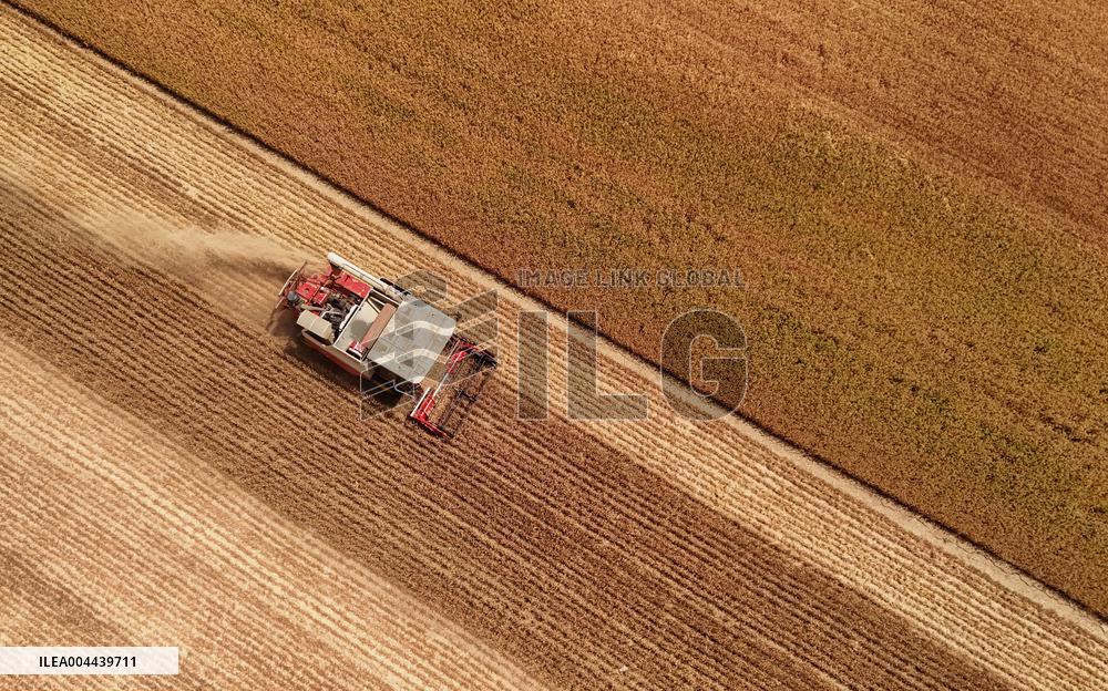 Winter Wheat Harvest
 in Pingdingshan