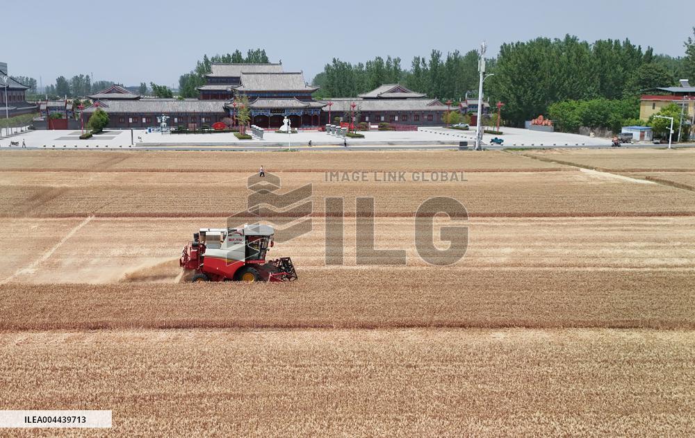 Winter Wheat Harvest
 in Pingdingshan