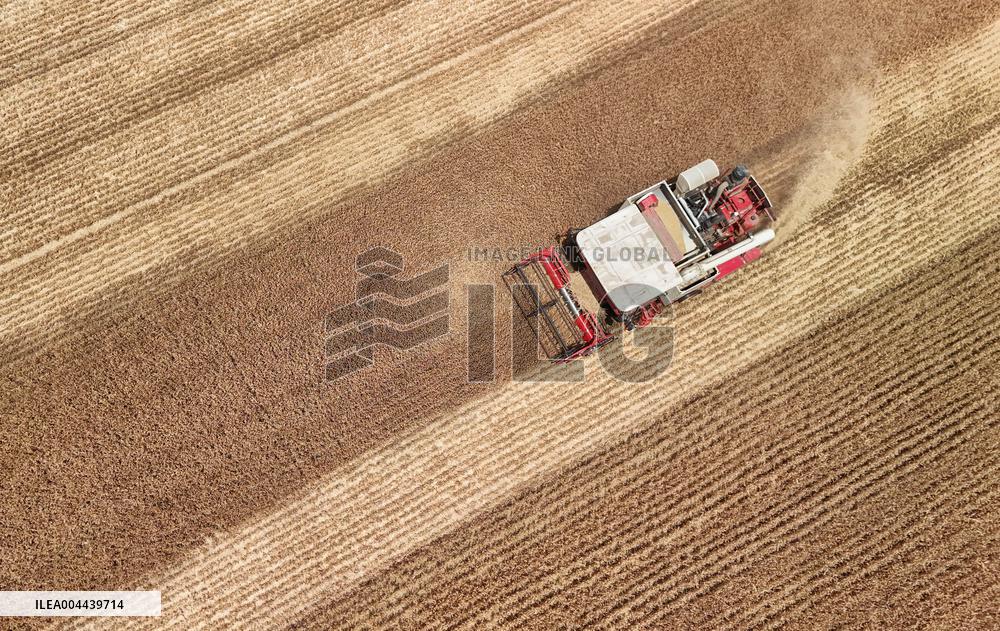 Winter Wheat Harvest
 in Pingdingshan