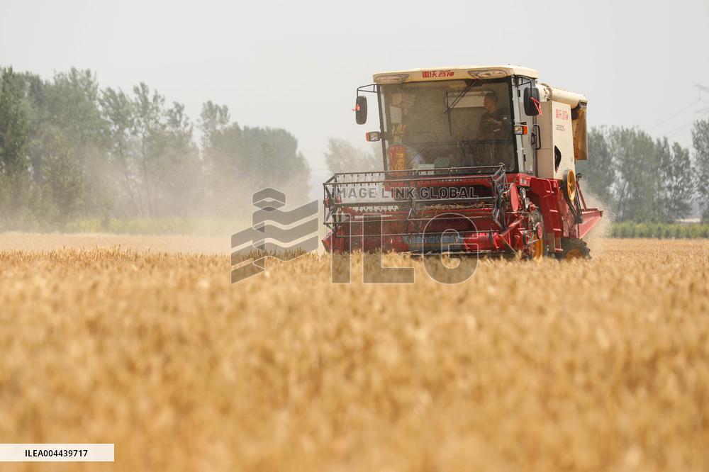 Winter Wheat Harvest
 in Pingdingshan