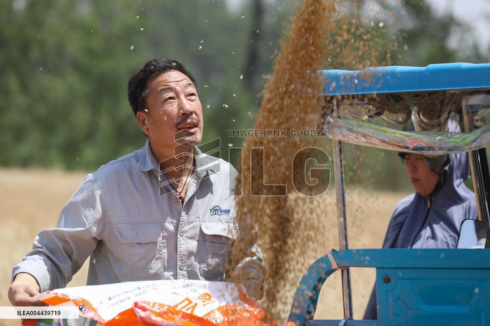 Winter Wheat Harvest
 in Pingdingshan