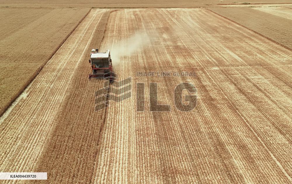 Winter Wheat Harvest
 in Pingdingshan