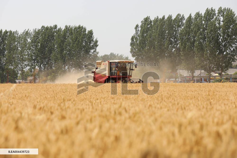 Winter Wheat Harvest
 in Pingdingshan
