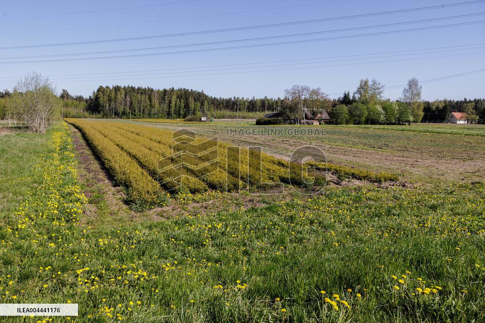 Tree nursery