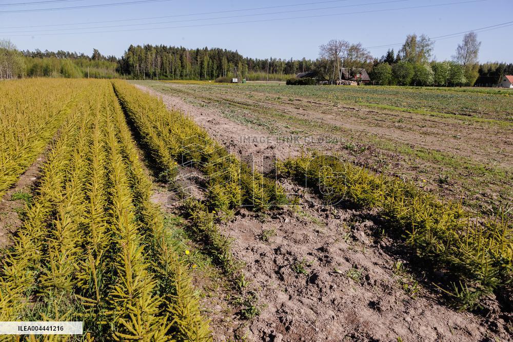 Tree nursery
