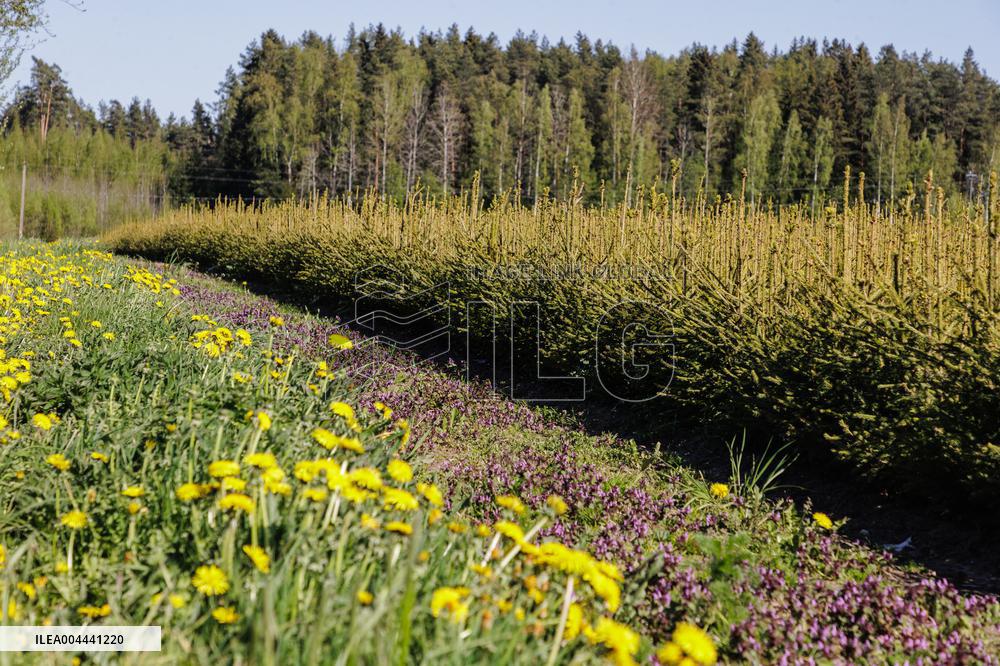 Tree nursery