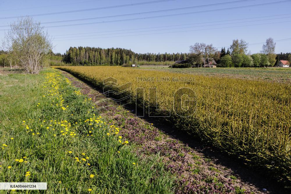 Tree nursery