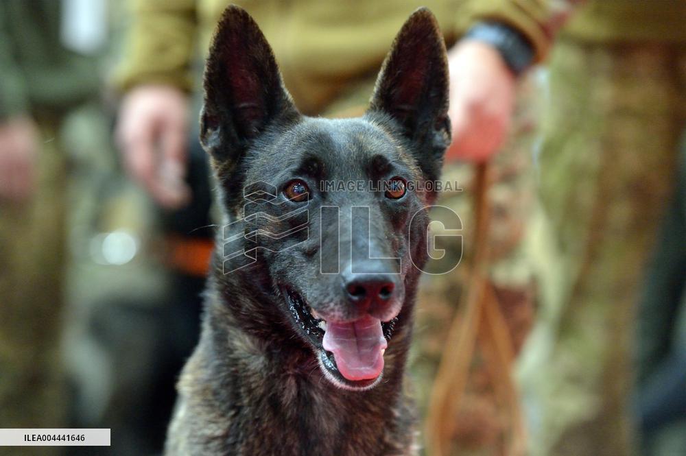 Ukraines largest dog training competition held under auspices of DIU
