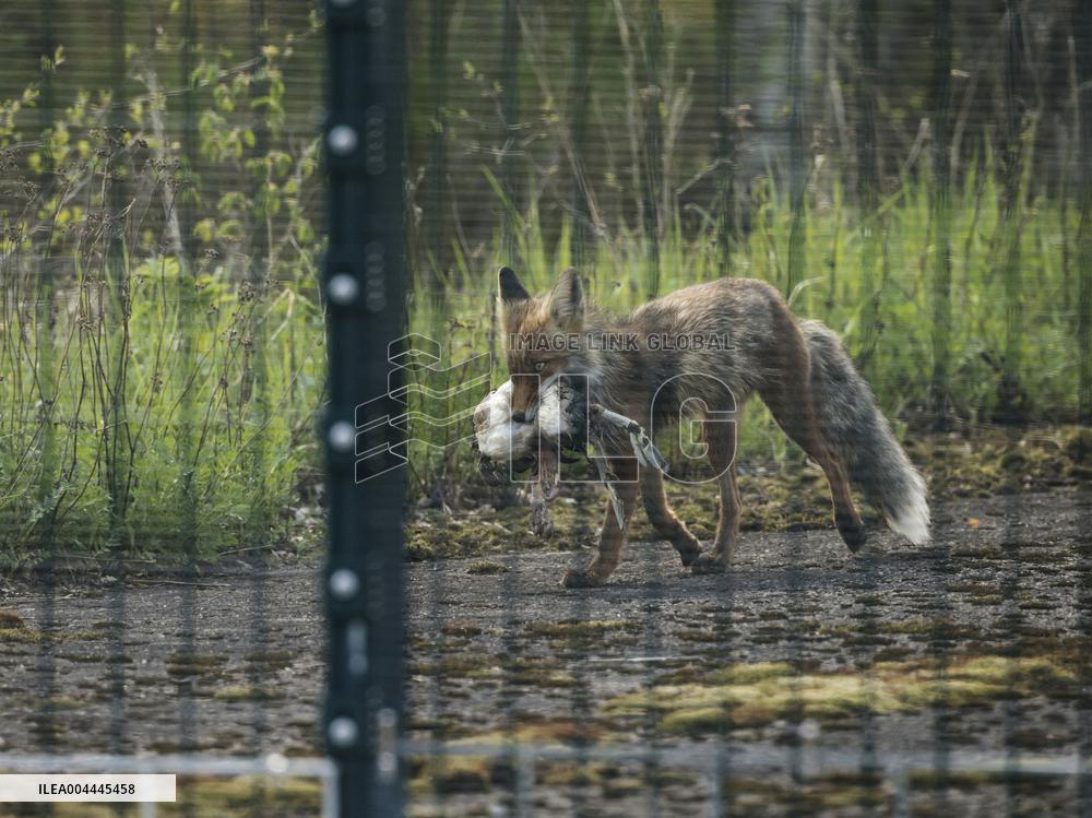 FINLAND - RUSSIA - BORDER - FENCE