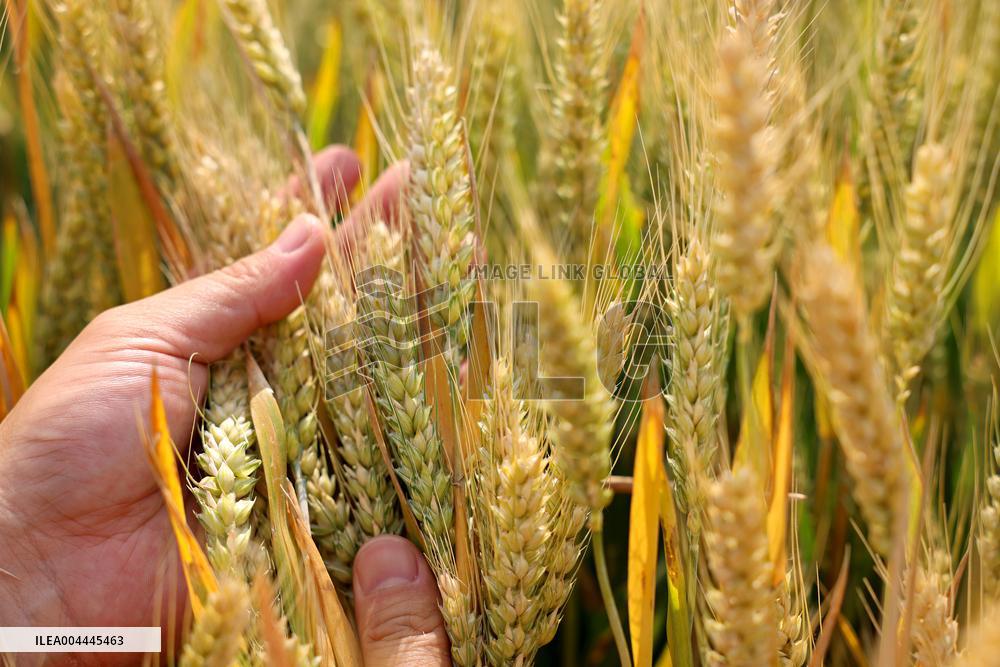 Summer Agriculture