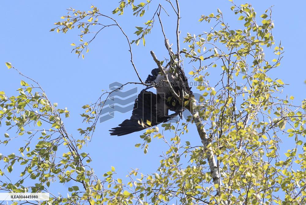 Crow got stuck in a tree