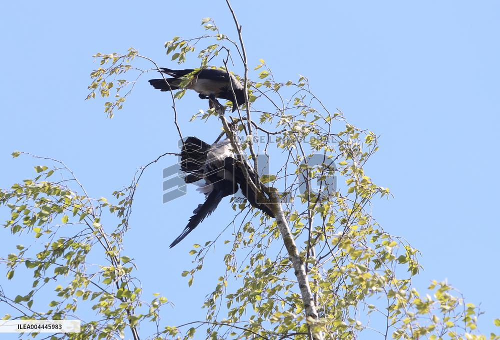 Crow got stuck in a tree