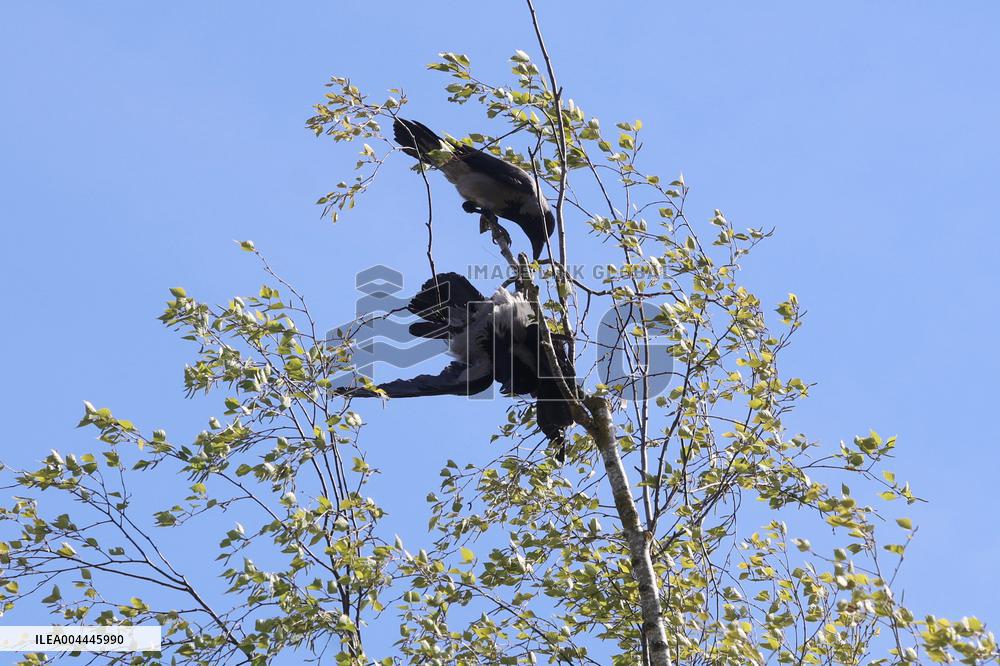 Crow got stuck in a tree
