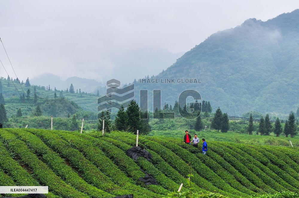 Promoting Matcha Tea In Guizhou - China