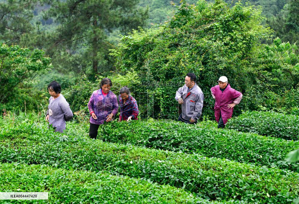Promoting Matcha Tea In Guizhou - China