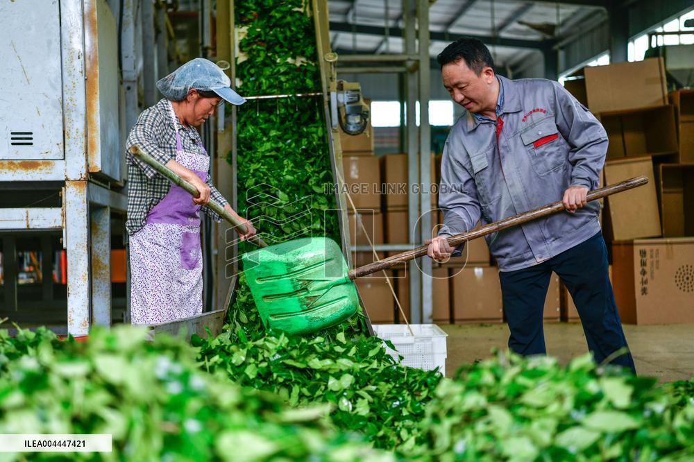 Promoting Matcha Tea In Guizhou - China