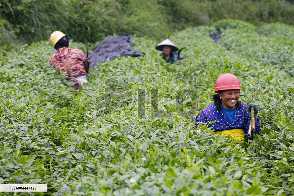 Promoting Matcha Tea In Guizhou - China