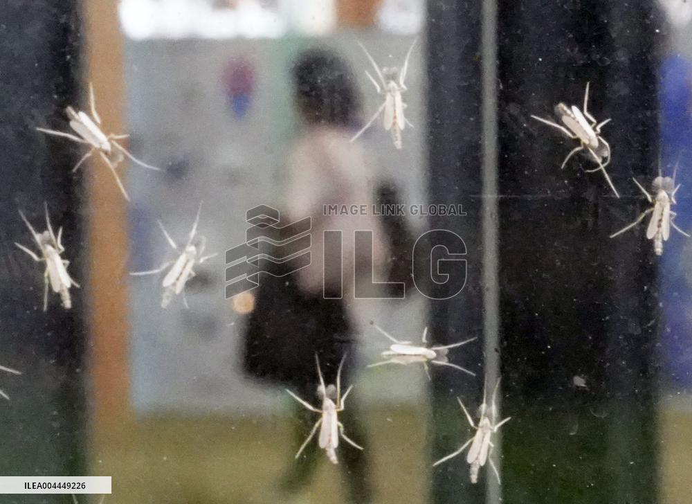 World Exposition in Osaka hit by swarms of bugs