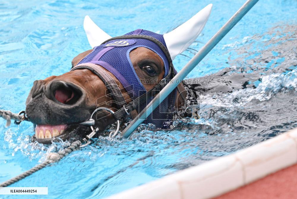 Rehabilitation of injured racing horse