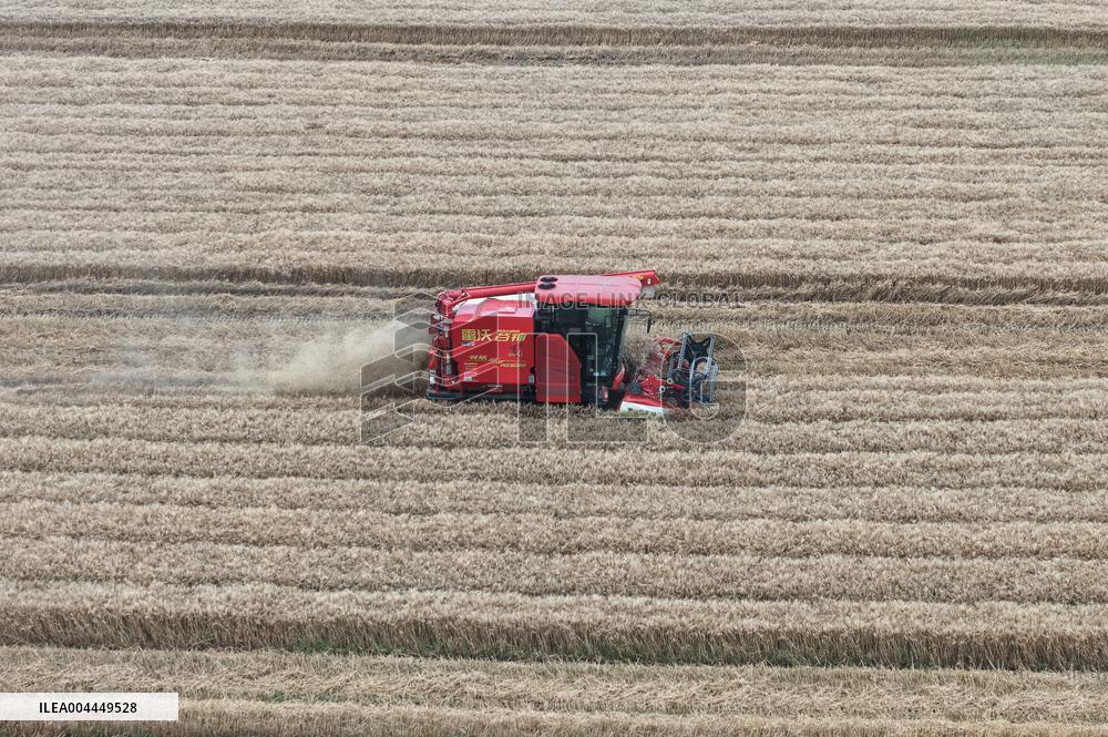 Wheat Harvest in Hangzhou