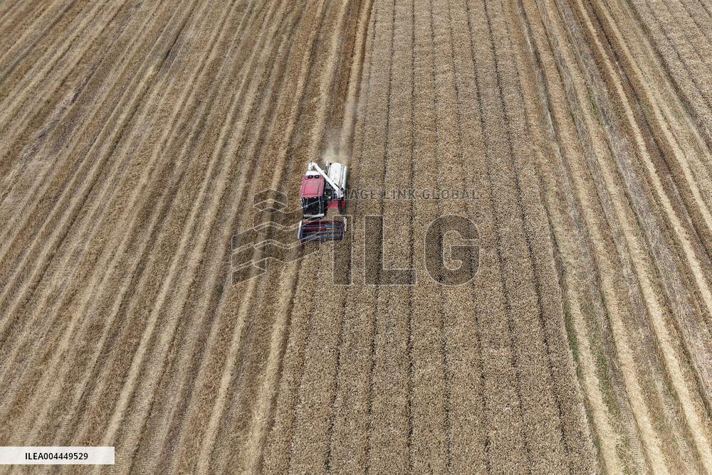 Wheat Harvest in Hangzhou