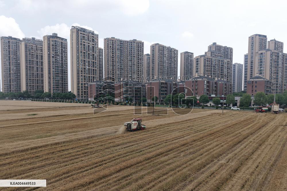 Wheat Harvest in Hangzhou