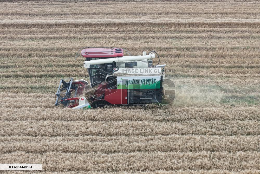 Wheat Harvest in Hangzhou
