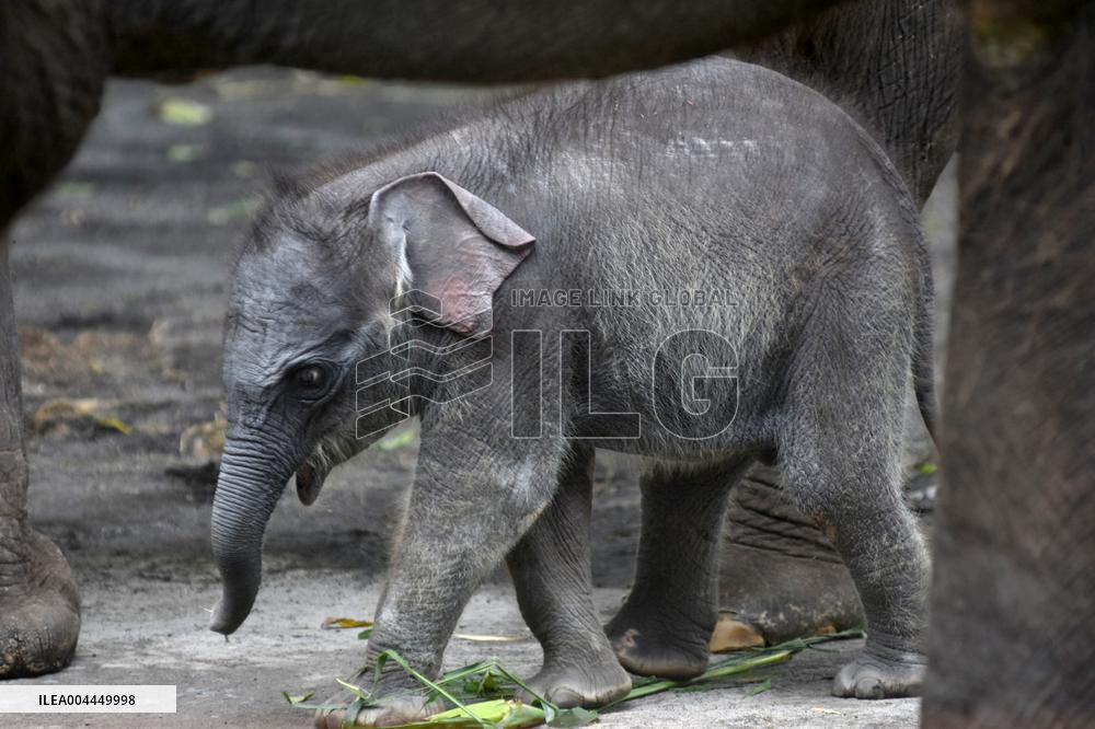 A Month-Old Baby Sumatran Elephant - Indonesia