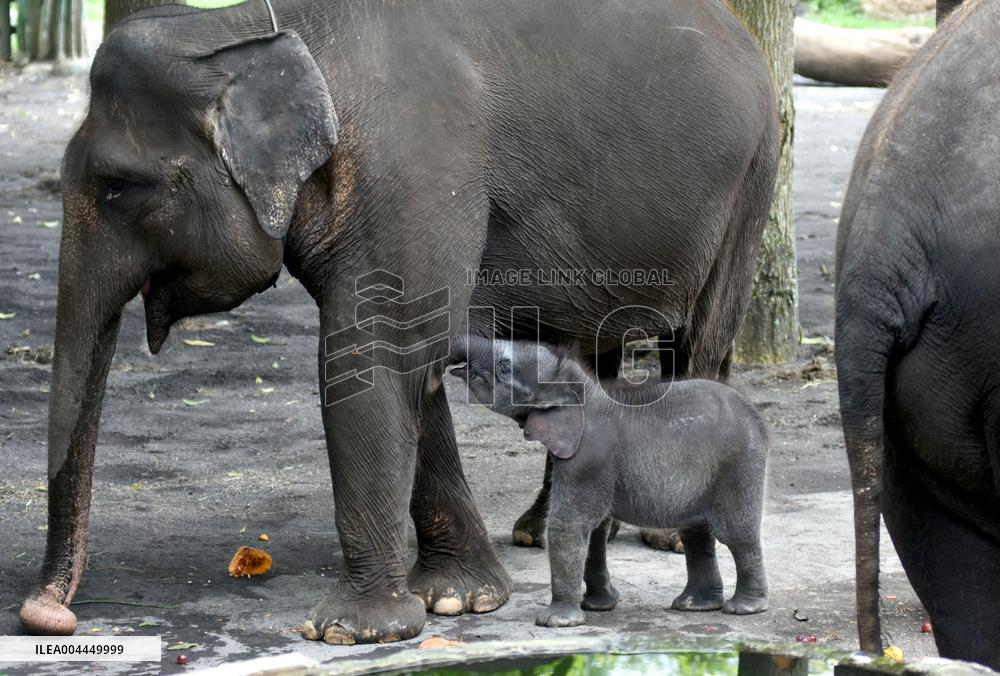 A Month-Old Baby Sumatran Elephant - Indonesia