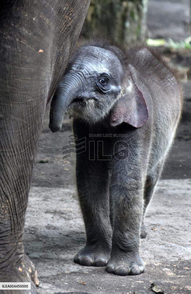 A Month-Old Baby Sumatran Elephant - Indonesia