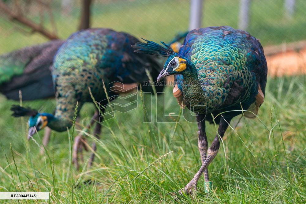 Green Peafowl Nature Reserve - China