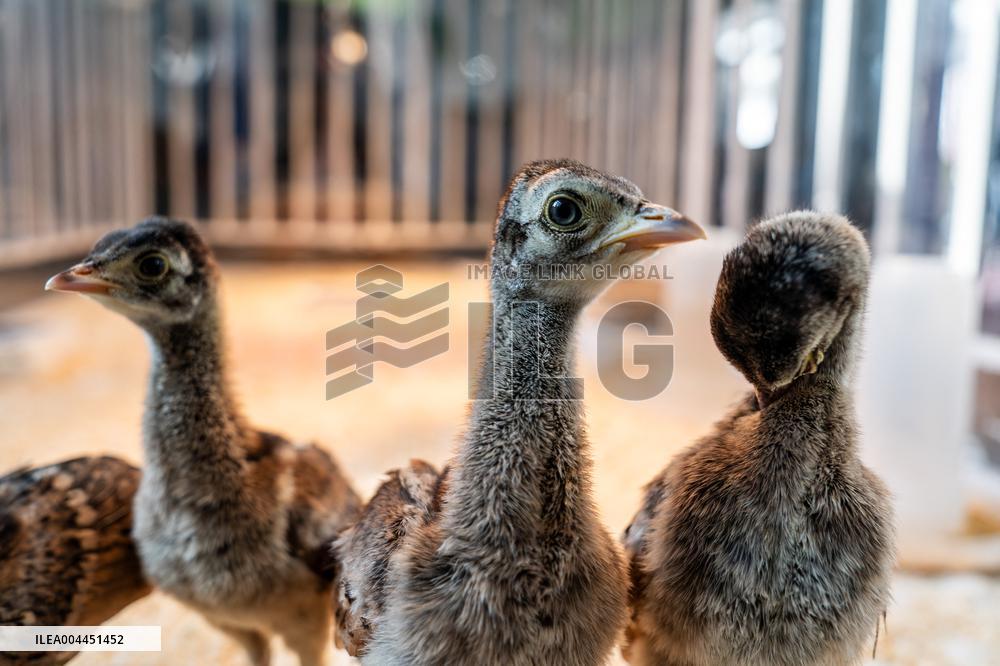 Green Peafowl Nature Reserve - China