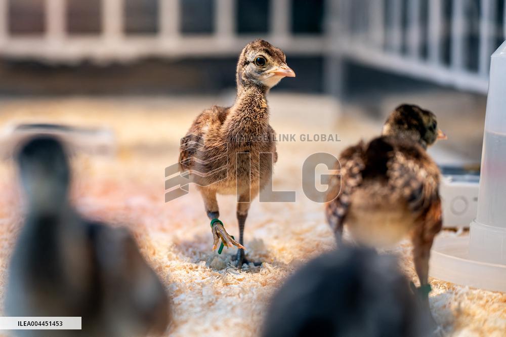 Green Peafowl Nature Reserve - China