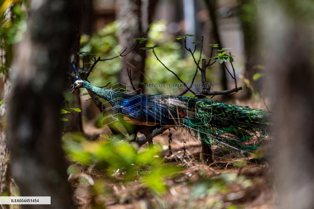 Green Peafowl Nature Reserve - China