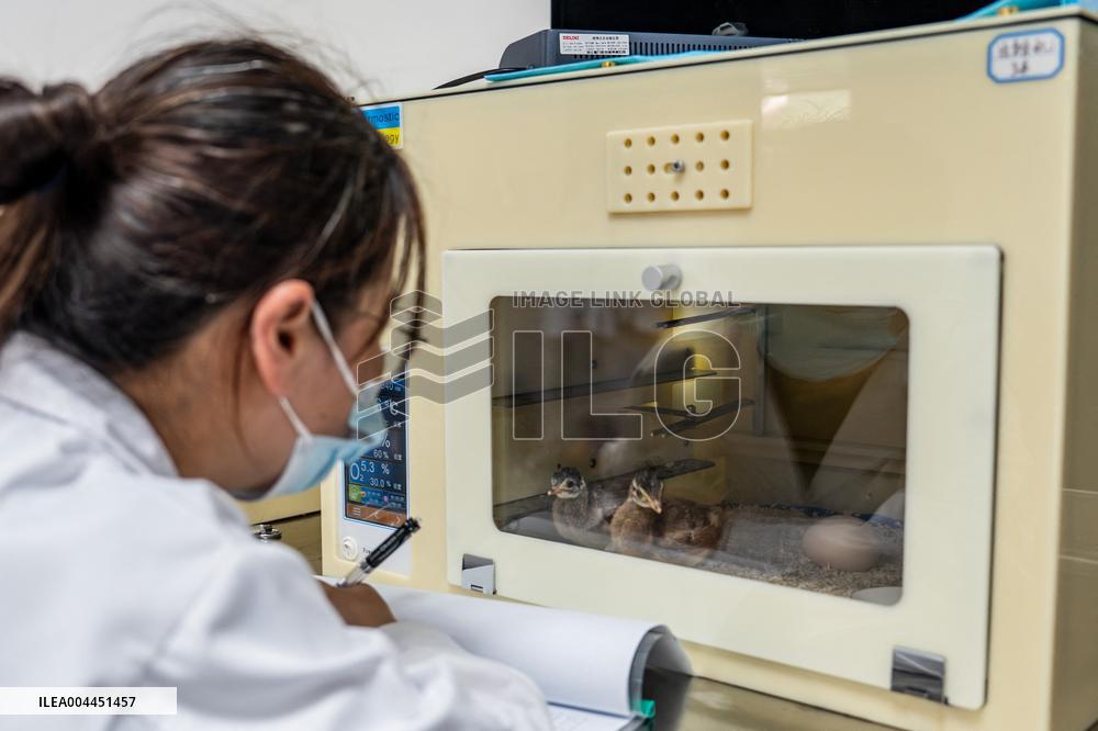 Green Peafowl Nature Reserve - China