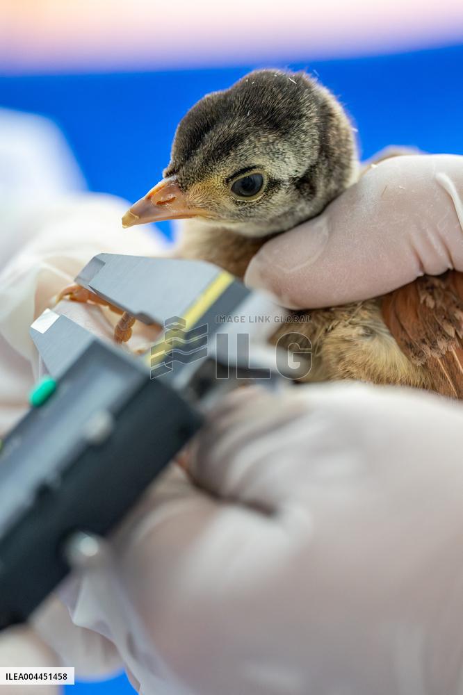 Green Peafowl Nature Reserve - China