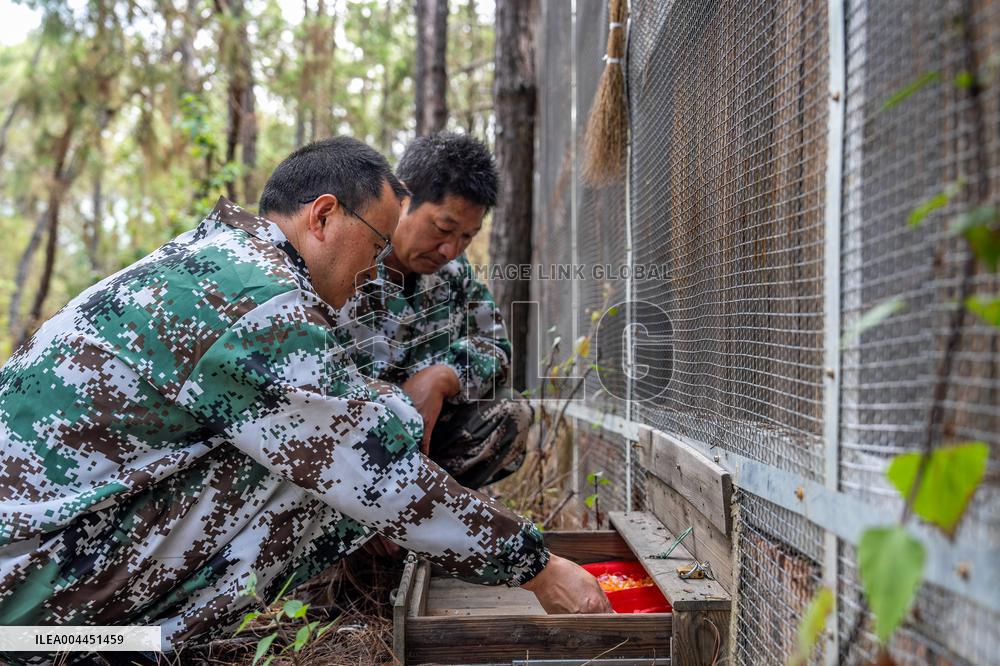 Green Peafowl Nature Reserve - China