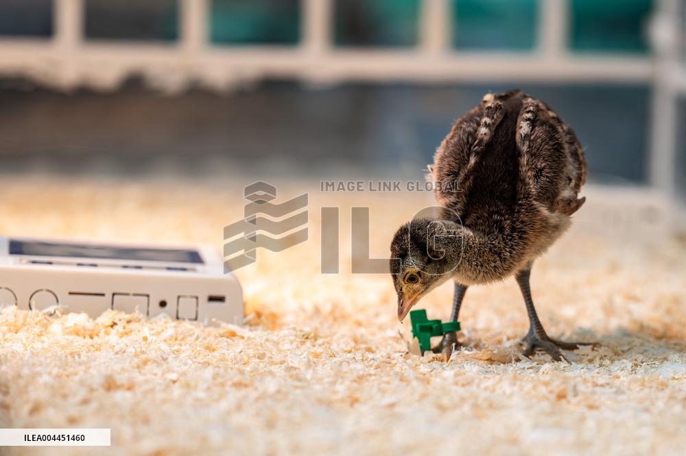 Green Peafowl Nature Reserve - China