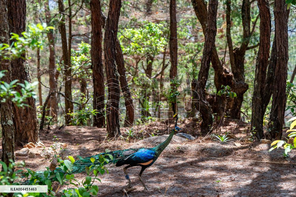 Green Peafowl Nature Reserve - China