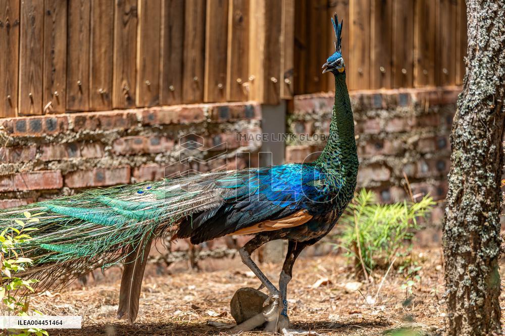 Green Peafowl Nature Reserve - China